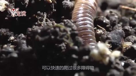 实拍：世界上最大的巨型蚯蚓，体长3米，如同条蛇_腾讯视频