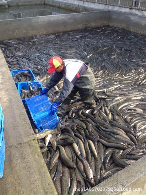 特价销售 大量供应优质黑鱼鱼苗 生鱼苗淡水养殖黑鱼苗价格实惠-阿里巴巴