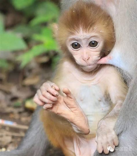 猴宝宝动物及猴子家庭摄影图素材图片下载-万素网