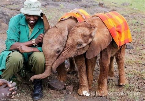 一起来认领小象孤儿吧！-肯尼亚龙人旅游公司
