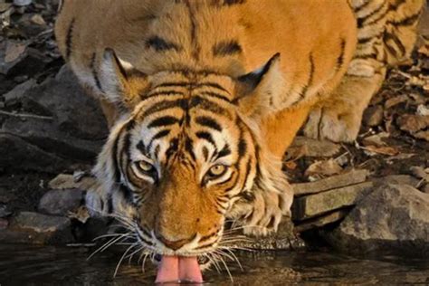 地球上现存的最小老虎, 体型虽小却性格最凶, 记录曾吃掉一家三口