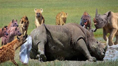 犀牛妈妈勇敢地与20只鬣狗搏斗以保护她的幼崽，河马VS狮子！_腾讯视频}