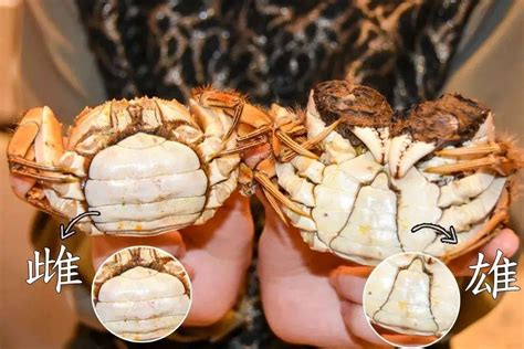 螃蟹保鲜法 如何轻松保存螃蟹，分享1个小技巧，轻松延长保存时间 | 说明书网