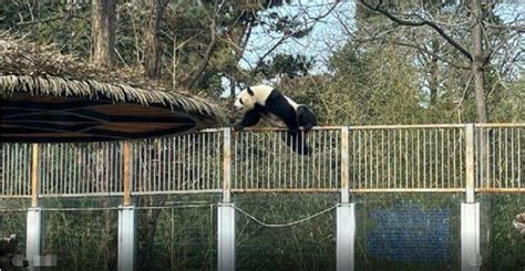 北京动物园一大熊猫翻墙越狱 被饲养员用食物引诱带回兽舍-四得网