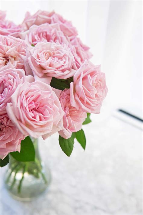 粉荔枝玫瑰花语寓意,粉荔枝玫瑰花的花语,白荔枝和粉荔枝玫瑰_大山谷图库