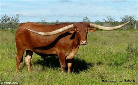 美国公牛牛角长达2.7米打破世界纪录-德克萨斯长角牛,公牛,牛角,2.7米 ——快科技(驱动之家旗下媒体)--科技改变未来