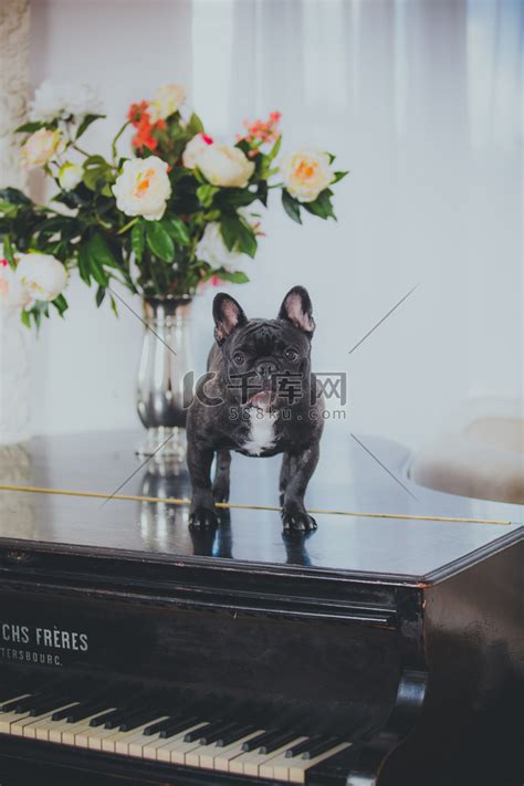 法国斗牛犬在工作室中的一个经典设置高清摄影大图-千库网
