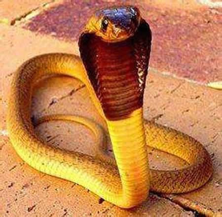 蛇最怕什么动物和植物：蛇最怕什么东西和气味?