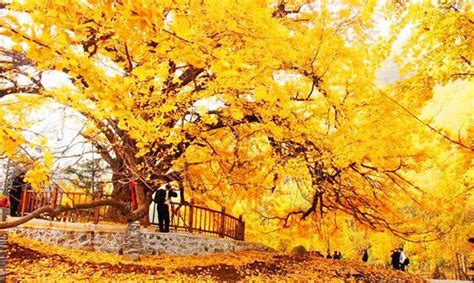 这棵树美了1200年！嘉定银杏树王迎来最佳观赏期，一睹古树风采要抓紧啦