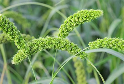 小米植物图片