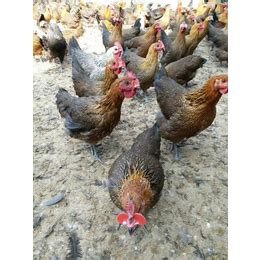 土鸡品种：南丹瑶鸡，广西四大名鸡之一 - 三分田
