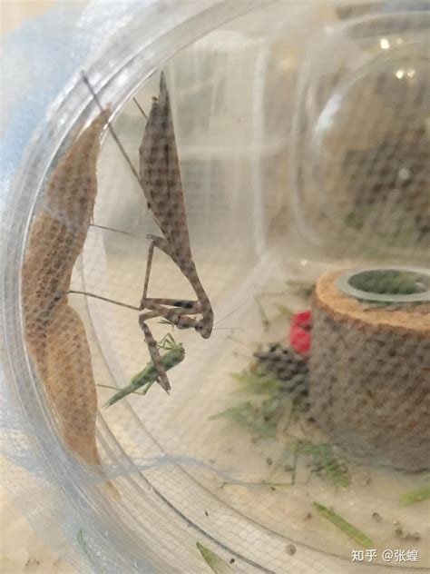 太阳下的一只螳螂高清图片下载_红动中国