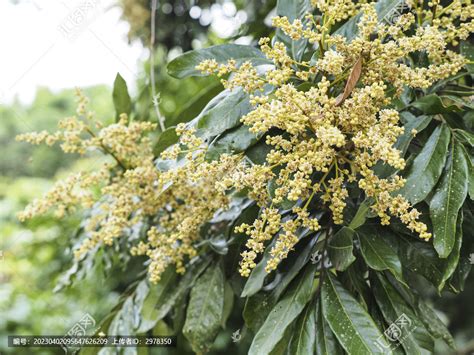 龙眼花图片