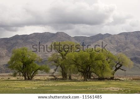 Oak Trees In The Desert High Sierras California Stock Photo 11561485 ...