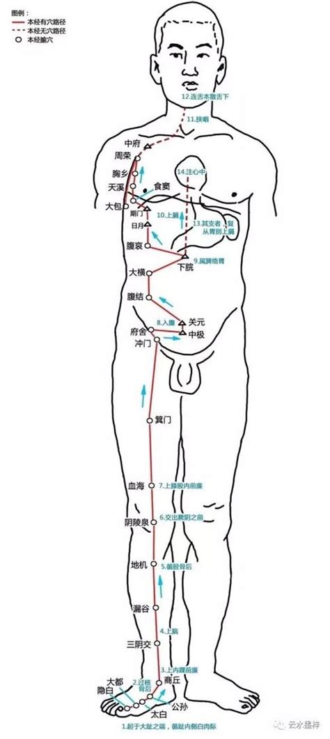 脾胃经络图图片
