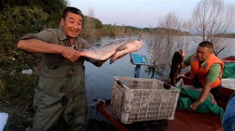 江苏淮安：西顺河镇“四大家鱼”开始捕捞销售-人民图片网