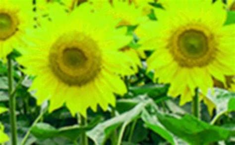 太阳花的祝福语简短（形容向日葵积极向上的正能量的句子）_微说说