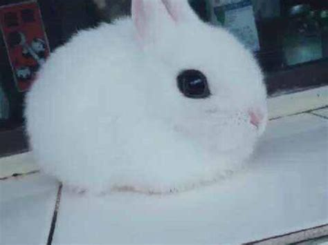 侏儒海棠兔好可爱，最大能长到多重，据说成年之后1.2KG左右|海棠|侏儒|可爱_新浪新闻