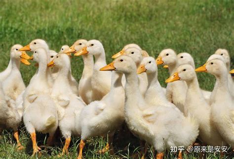 种鸭黄病毒怎么快速治疗鸭黄病毒的特点如何治疗鸭子黄病毒症 - 知乎