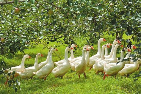 早春养鹅快速育肥，畜禽、水产分散养猪风险，家庭生态农场前景广_养殖一点通