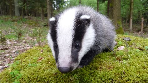 刺猹表情包图片
