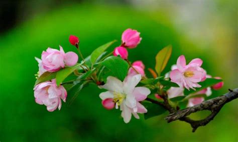 海棠花花语及寓意有哪些象征意义-绿宝园林网