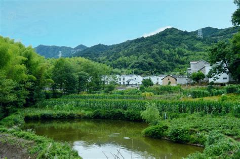 六安西茶谷主题公园位于金寨县油坊店乡面冲村，占地面积约6000亩|竹屋|油坊|小道_新浪新闻
