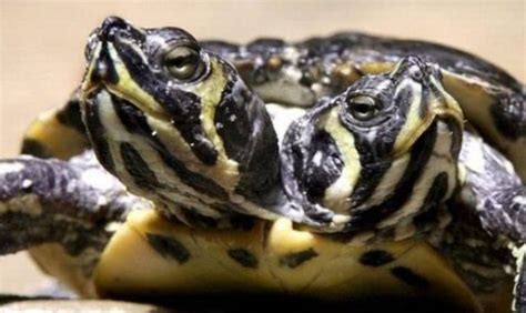 巴西龟长有双头六脚，养龟四十多年第一次见，对待它如宝贝似的