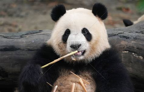 大熊猫吃竹子野生动物高清图片下载-正版图片506364957-摄图网