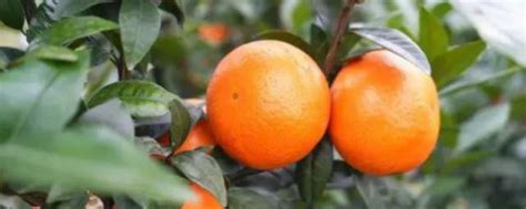 柑橘采摘什么时间最好 柑橘采摘什么时候最好_知秀网
