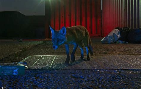 英国设计师夜间拍摄狐狸 伦敦街头忙觅食_新浪图片