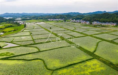 江西新余：山村芡实铺新绿-人民图片网