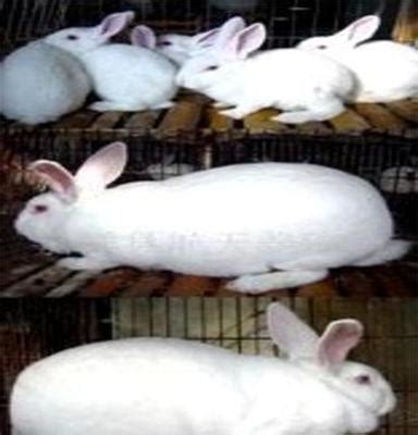 养兔技术｜獭兔的生长规律及5个饲养管理措施__凤凰网
