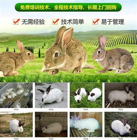贵州养兔场告诉您养兔赚钱吗，现在养殖肉兔怎么样，正规养兔基地包回收