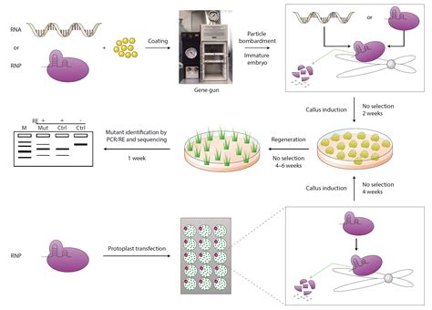 甘蔗鞭孢堆黑粉菌原生质体转化DNA双片段的基因敲除方法的建立