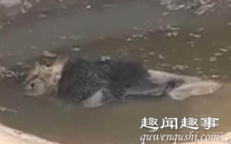 广州动物园老虎“瘦得只剩皮包骨”？真相是…(含视频)_手机新浪网