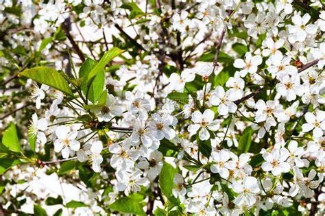 春日樱桃树的白花高清图片下载-正版图片503254981-摄图网