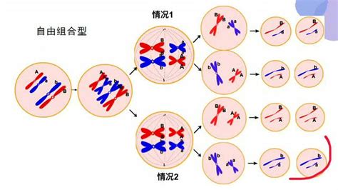 什么是基因突变,基因突变是如何发生的?-遗传病生育网