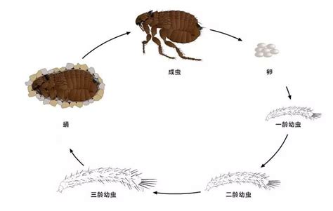 跳蚤 - 虫害防治技术 - 北京卫民有害生物防控中心