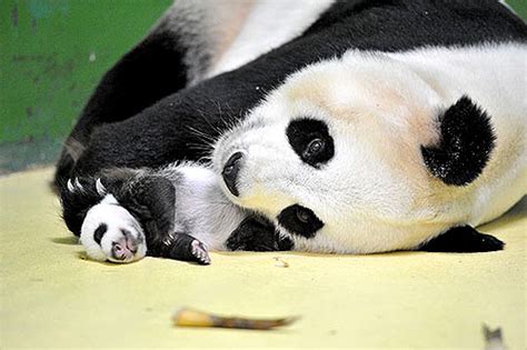 深圳野生动物园大小熊猫介绍(图片+名字+区别)- 深圳本地宝