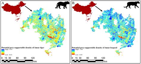 我校团队量化了东北虎豹国家公园虎豹数量的恢复潜力-东北林业大学新闻网
