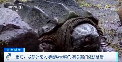 巨型侧颈龟如何饲养？掌握这些方法才能养好-宠物网