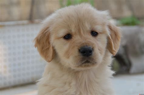 纯种金毛幼犬狗狗出售 宠物金毛犬可支付宝交易 金毛犬 /编号10082703 - 宝贝它