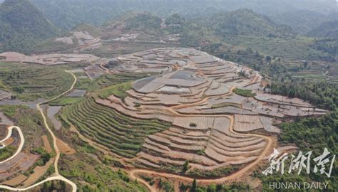 桑植县上洞街乡“栽”种致富希望 - 新湖南客户端 - 新湖南