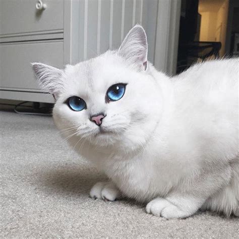 白猫一般有哪些品种 ？ - 知乎