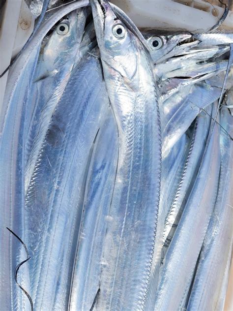 舟山带鱼特征识别图,舟山带鱼的特点图片,舟山带鱼的特点_大山谷图库