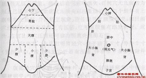 腹部在哪里图片
