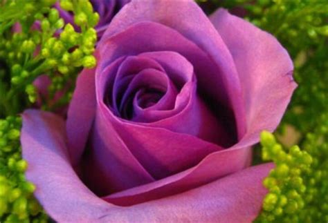 30朵玫瑰花的含义-农百科