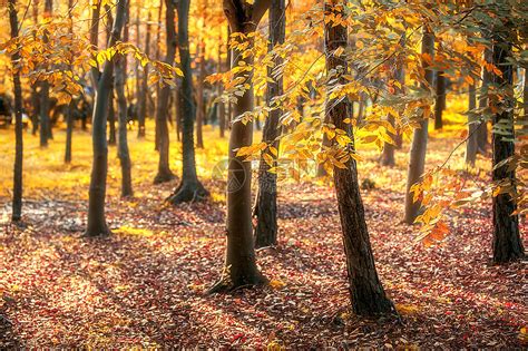 秋天的深处森林树木五颜六色的树叶高清摄影大图-千库网