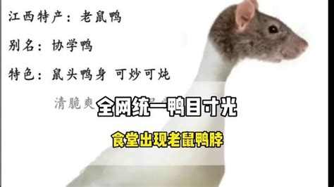 涉事医院回应食堂疑吃出鼠头：正在调查中|涉事|医院|重庆市_新浪新闻